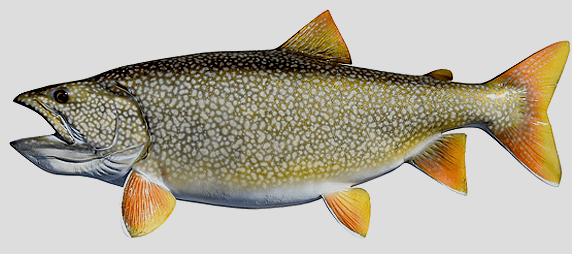 Ontario Lake Trout