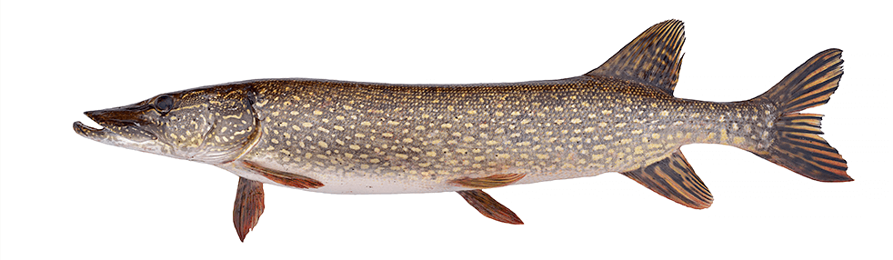 Ontario Northern Pike