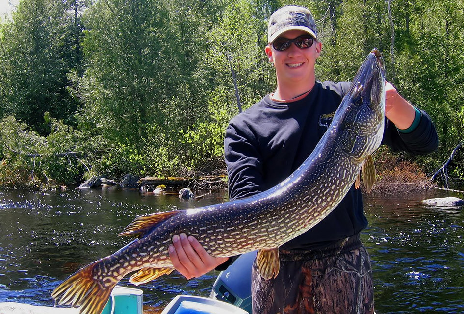 Northern Pike Caught in Caribou Lake Near Armstrong Station Ontario