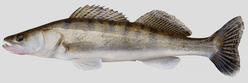 Ontario Walleye