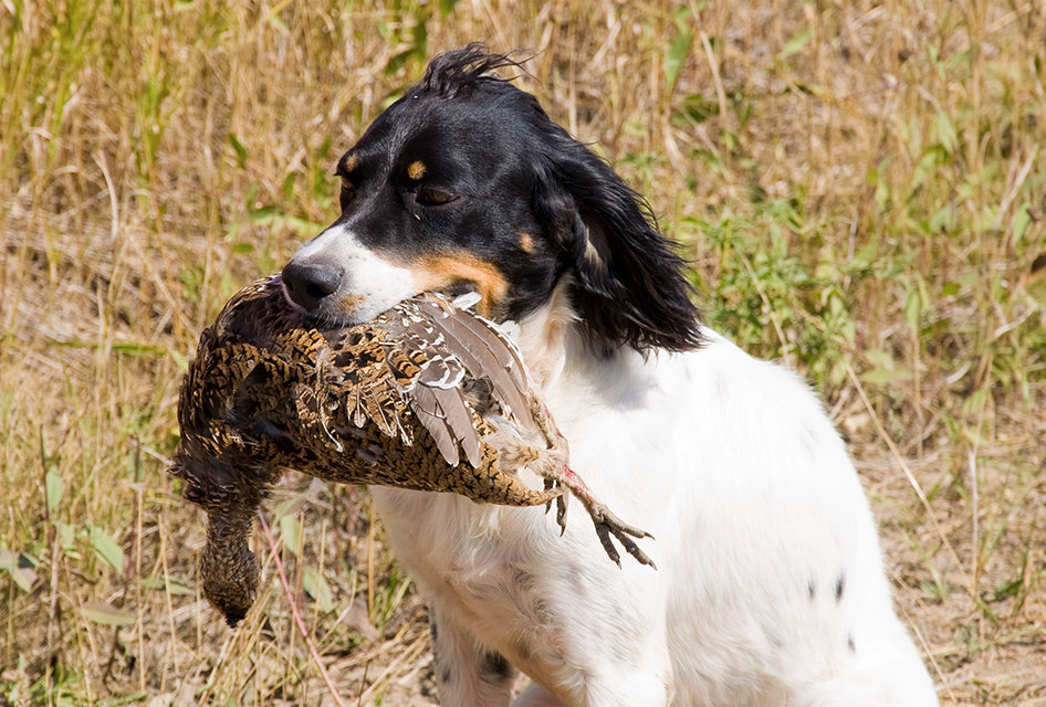 Hunting Dog With A Grouse Near Caribou Lake Ontario