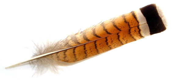 Ruffed Grouse Feather