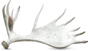 Moose Shed Antler From Caribou Lake