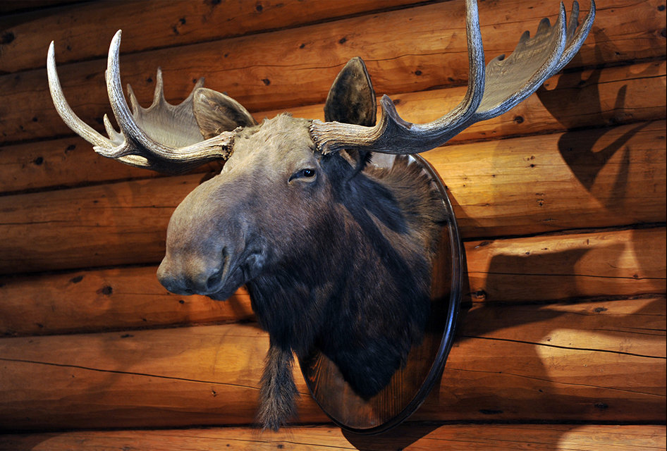 Bull Moose Taken Near Forrest Lodge in Armstrong Station Ontario