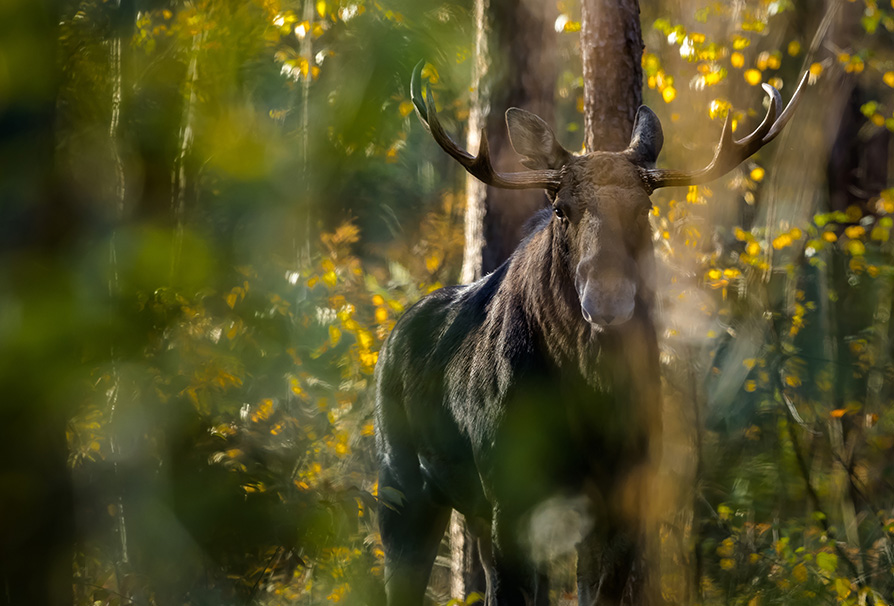 Bull Moose Taken Near Forrest Lodge in Armstrong Station Ontario